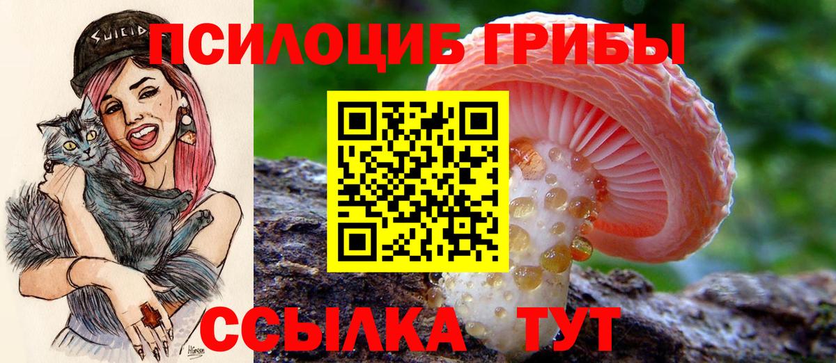 Псилоцибиновые грибы Cubensis  Галлюциногенные грибы MAGIC MUSHROOMS  Новоалександровск  Вход с VPN 